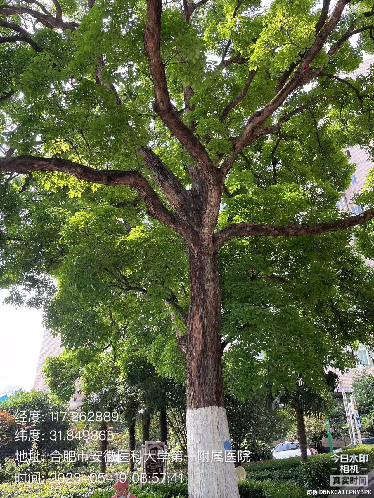 保护古树名木 国元在行动